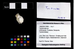 Foto (Objekt + Etikett) von Tanidromites sp.  (NHMW-GEO-1990-0041-3985)